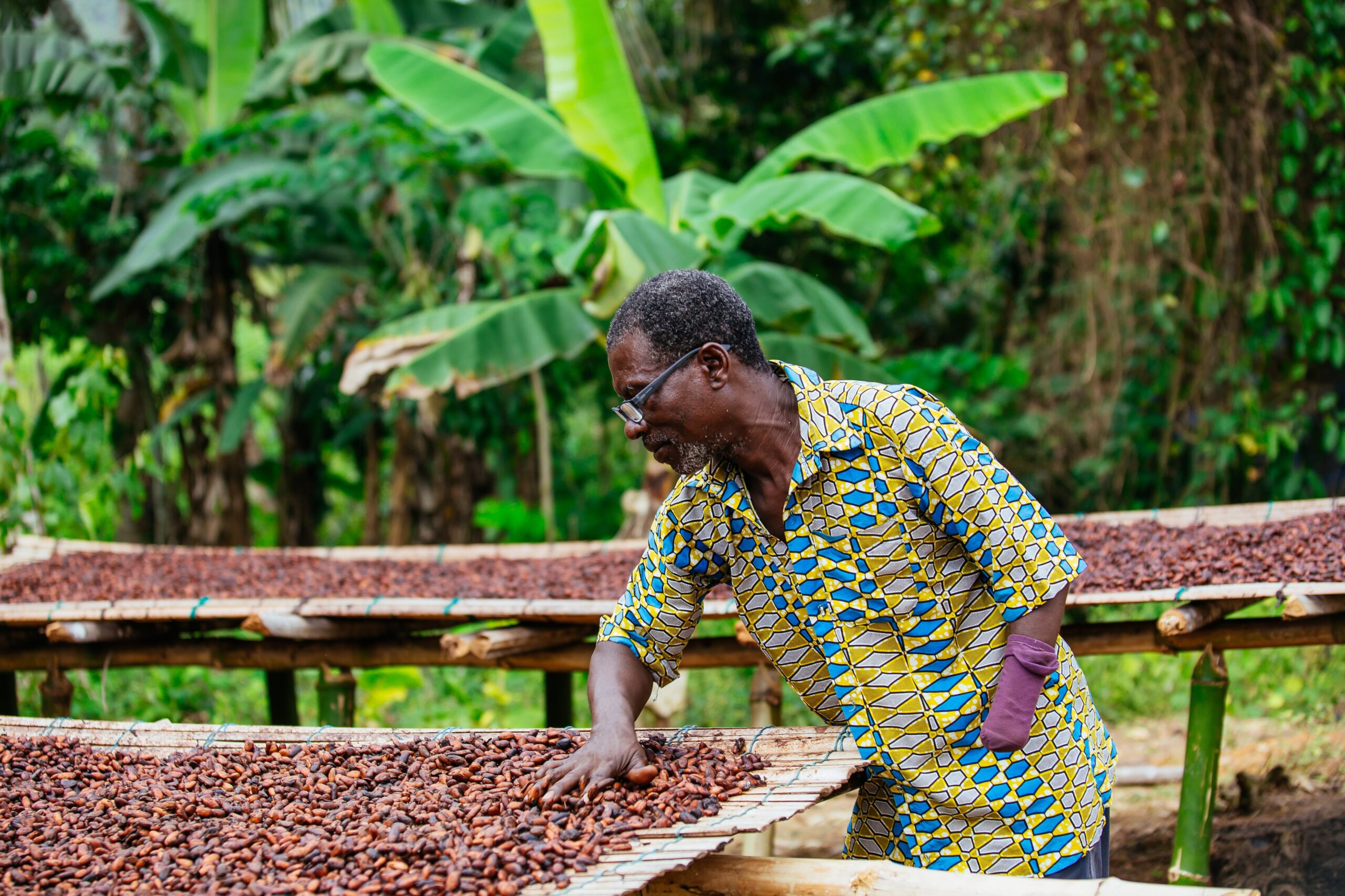 man spreading cocoa beans